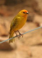 Sicalis flaveola - Saffron Finch