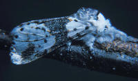 Image of: Cerura scitiscripta