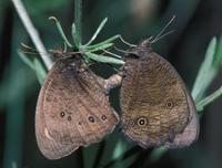 Image of: Satyridae (satyrs, wood nymphs, and wood nymphs and satyrs (butterflies))