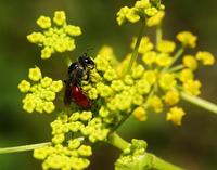 Image of: Sphecodes