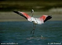 Phoenicopterus roseus - Greater Flamingo