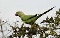 Psittacula krameri - Rose-ringed Parakeet