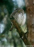 Glaucidium passerinum - Pygmy Owl