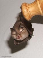 Rhinolophus hipposideros - Lesser Horseshoe Bat