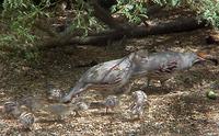 Image of: Callipepla gambelii (Gambel's quail)