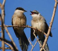 Image of: Cyanopica cyanus (azure-winged magpie)