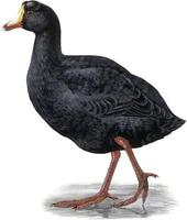 Image of: Fulica gigantea (giant coot)