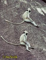 Semnopithecus entellus - Hanuman Langur