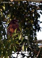 Image of: Ketupa zeylonensis (brown fish owl)