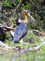 Image of: Leptoptilos javanicus (lesser adjutant)