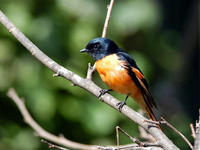 Image of: Pericrocotus solaris (grey-chinned minivet)