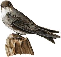 Image of: Riparia riparia (collared sand martin;bank swallow)