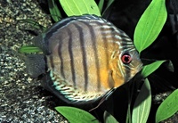 Symphysodon aequifasciatus axelrodi