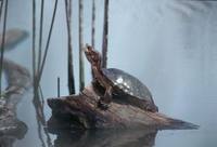 Emys marmorata - Pacific Pond Turtle
