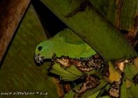 Blue-headed Racquet-tail - Prioniturus platenae