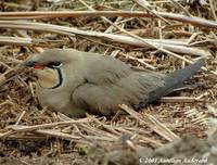 Collared Pratincole - Glareola pratincola