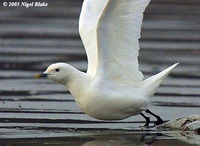 Ivory Gull - Pagophila eburnea