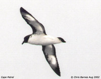 Cape Petrel - Daption capense