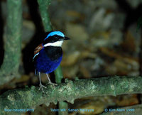 Blue-headed Pitta - Pitta baudii