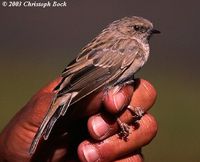 Mongolian Accentor - Prunella koslowi