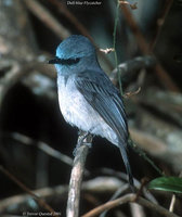 Dull-blue Flycatcher - Eumyias sordidus
