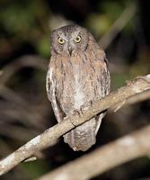 Torotoroka Scops-Owl (Otus torotoroka) photo