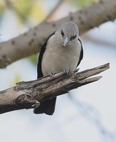 White-headed Vanga (Leptopterus viridis) photo