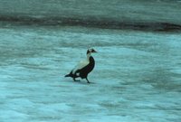 Spectacled Eider - Somateria fischeri