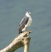 Gray-backed Hawk - Leucopternis occidentalis