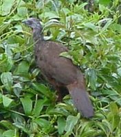 Andean Guan - Penelope montagnii