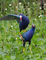 Purple Gallinule (Porphyrula martinica) photo