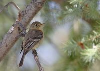 Buff-breasted Flycatcher (Empidonax fulvifrons) photo