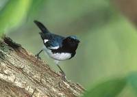 Black-throated Blue Warbler (Dendroica caerulescens) photo