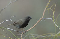 Black-faced Grassquit (Tiaris bicolor) photo