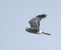 Cinereous Harrier (Circus cinereus) photo