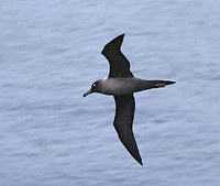 Light-mantled Albatross (Phoebetria palpebrata) photo