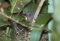 Zigzag Heron (Zebrilus undulatus) photo