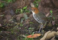 Chestnut-crowned Antpitta (Grallaria ruficapilla) photo