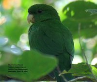 Blue-bellied Parrot - Triclaria malachitacea