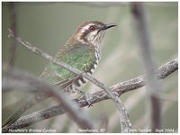 Horsfield's Bronze-Cuckoo - Chrysococcyx basalis