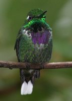 Purple-bibbed Whitetip - Urosticte benjamini