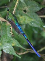 Violet-tailed Sylph - Aglaiocercus coelestis