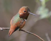 Allen's Hummingbird - Selasphorus sasin