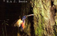 Azure Kingfisher - Alcedo azurea