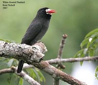 White-fronted Nunbird - Monasa morphoeus