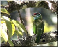 Moustached Barbet - Megalaima incognita