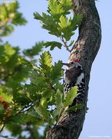 Middle Spotted Woodpecker - Dendrocopos medius