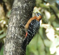 Rufous-bellied Woodpecker - Dendrocopos hyperythrus