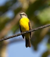 Gray-capped Flycatcher - Myiozetetes granadensis