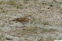 Red-capped Lark - Calandrella cinerea